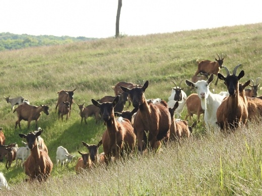 Tündérmajor Kecskefarm Gyűrűfű