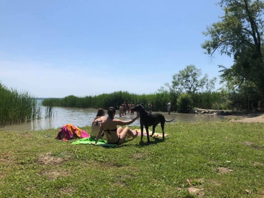 Keszthelyi Kutyás Park és Piknikkert