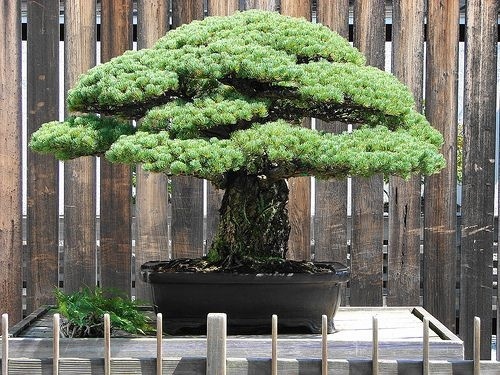 Egyetemi Bonsai Club