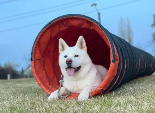 Happy Dog Kutyaiskola