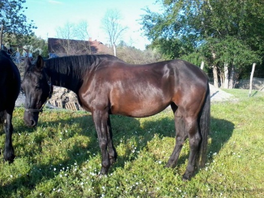 Veresi Western Ranch Veresegyház