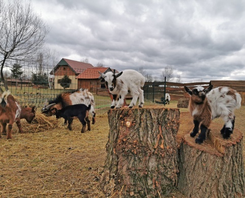 MINIfarm Állatsimogató Veresegyház