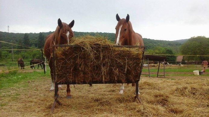 Szentesi Farm Balatonalmádi