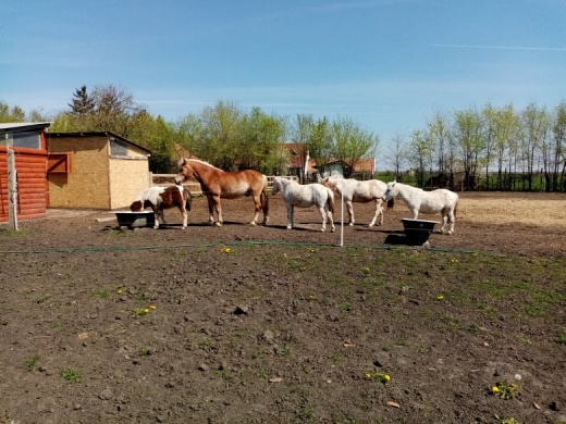 Remonda Szabadidős, Lovas- és Sportegyesület Békéscsaba