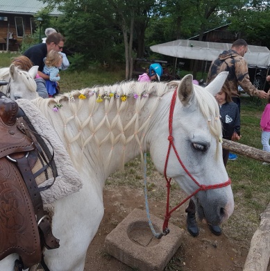 Galagonya Lovasfarm Csákvár