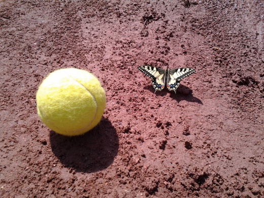 Pillangó Tenisz Klub Budapest