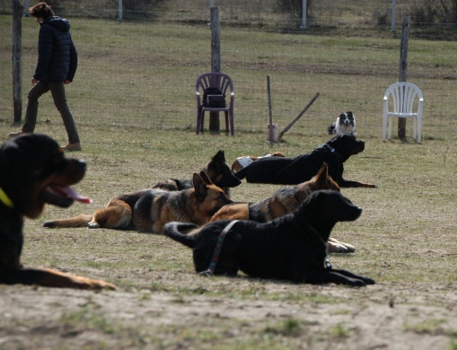 Academy Dog Kennels Kutyaiskola és Panzió Balatonfüred