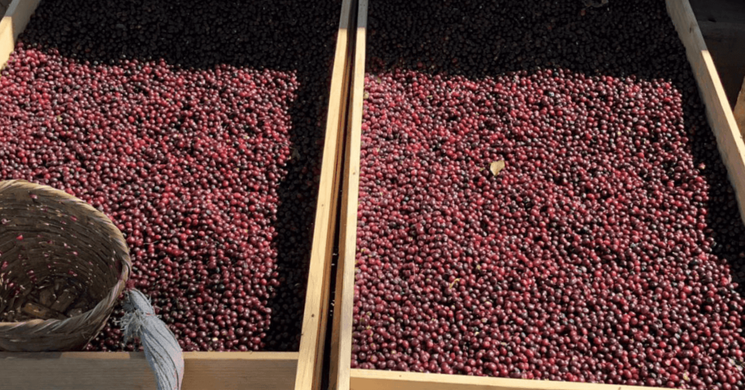 Mi minden rejlik egy csésze kávé mögött? – amikor a szabadidő valódi élménnyé válik