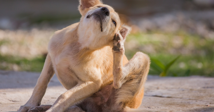 Allergia a kutyáknál: hogyan küzdj meg vele hatékonyan?