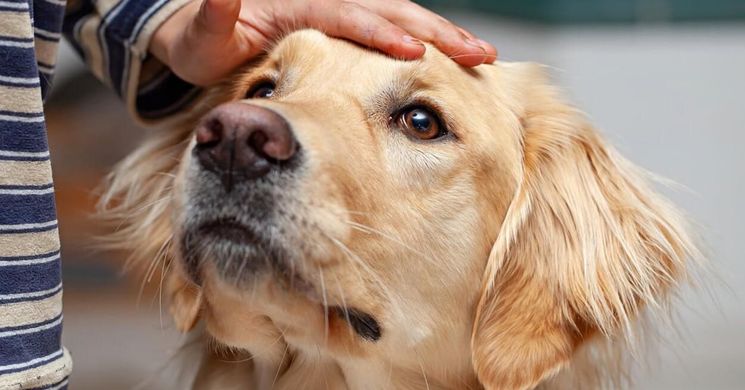 A rühesség igazi kínszenvedés a kutyánknak - tegyünk ellene!