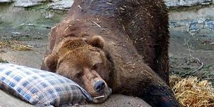 Családi Nap Veresegyház Medveotthon 2026