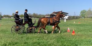 Hortobágyi fogathajtó verseny 2026