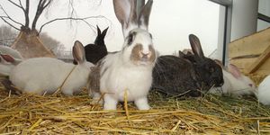 Tisza-tó húsvéti programok 2026. Várjuk a Tisza-tavi Ökocentrumban