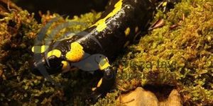 Állatkertek Éjszakája Tisza-tavi Ökocentrum Poroszló 2026