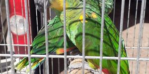 Kisállatvásár Kecskemét 2026. Színes vásári forgatag dísz- és haszonállatokkal