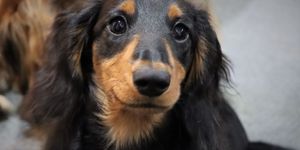 A fotó illusztráció. Forrás: Pixabay.com