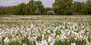 Nárcisznap Babócsa 2026