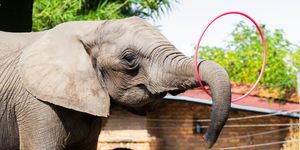 Húsvét a Kimba Elefánt Parkban 2026