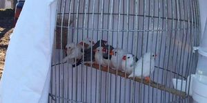 Újfehértó kisállatbörze 2026 – havi állatvásár a Fedeles Lovardában