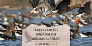 Tatai Vadlúd Sokadalom szállással az Öreg-tó Hotelben