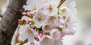 Barackvirágnap Szatymaz 2026