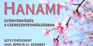 Cseresznyevirágzás 2026 - Hanami, gyönyörködés a cseresznyevirágzásban a Szegedi Füvészkertben