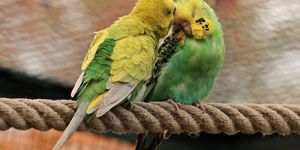 A fotó illusztráció. Forrás: Pixabay.com