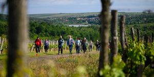 Borkóstoló Eger 2025. Dűlőtúra & borkóstoló a Síkhegyen