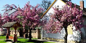 Palkonya programok 2025 / 2026. Események, rendezvények