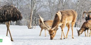 Pákozdi Pagony Vadaspark és Arborétum programok 2026