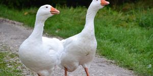 A kép illusztráció. Kép forrása: Pixabay.com