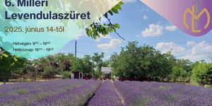 Levendulaszüret Besenyszög 2025. Milléri Levendulaszüret