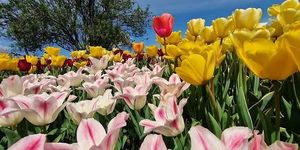 Tulipánszüret Csákvár 2026