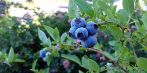 Áfonya vásár 2026 - Áfonya tő és bokor vásár Galambok