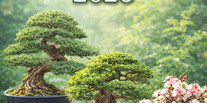 Bonsai kiállítás 2026