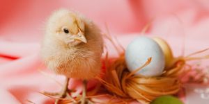 A fotó illusztráció