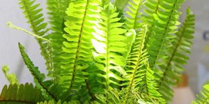 Kép forrása: Pixabay