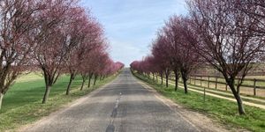 Vérszilvafasor virágzás Berkenye