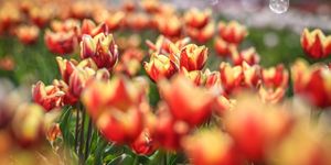 Tulipánvásár Máriakálnok 2026 - Tulipánszüret a Szigetközben