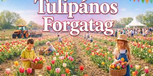 Tulipánszüret Máriakálnok 2026 - Tulipános Forgatag a Kálnoki Tulipán Farmon