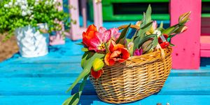 Tulipánszüret Tázlár 2026 - Homokhátsági tulipánszüret és piknik a TulipGardenben