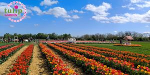 Tulipánszüret Győrladamér 2026 - Tulipánszedés Győr mellett