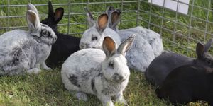 Húsvéti programok Dévaványa 2026 - Nyuszisimogató és látványetetések