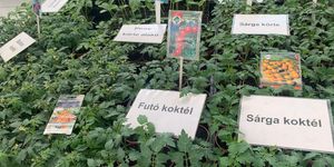 Gyereknap a piacon 2025 Szombathely. Palánta Ünnep és Gyermeknap a piacon