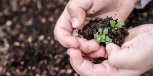 Palántavásár programok 2026 -  Események, rendezvények