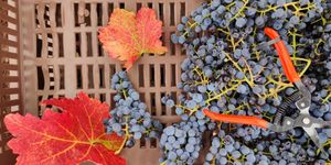 Kékfrankos, Kadarka és Régi Magyar Szőlőfajták Fesztiválja Gyöngyöspata 2026