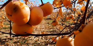 Datolyaszilva-szüret 2025 Boda. Datolyaszilva vásár