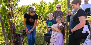 Szüreti piknik Eger 2025. Látványszüret a Síkhegyen a Tóth Ferenc Pincészetben
