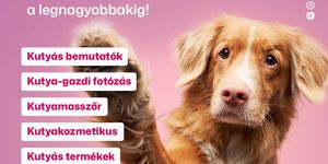 Kutyás program Nyíregyháza 2025. Kutyajó vasárnap a Korzóban, várjuk a kutyusokat a legkisebbtől a legnagyobbakig
