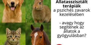 Állat terápia avagy Hogy segítenek az állatok a gyógyulásban? Állatasszisztált terápiák a pszichés zavarok kezelésében előadás 